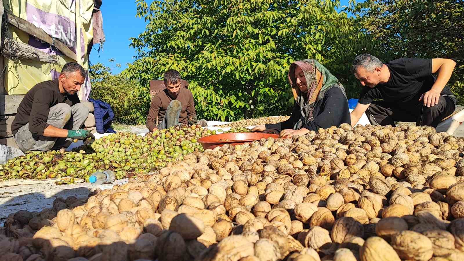 Yozgat’ta ceviz mesaisi: Verim sevindirirken fiyatlar düşündürüyor