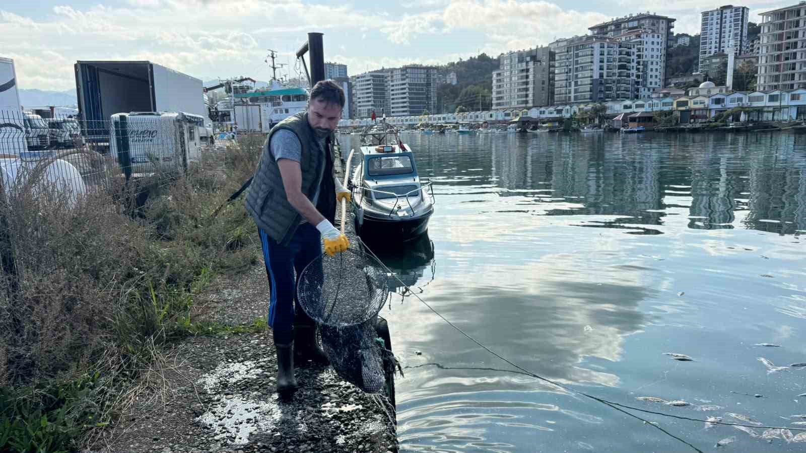 Rize’de limandaki balık yığını temizlendi: Ekipler suya indi