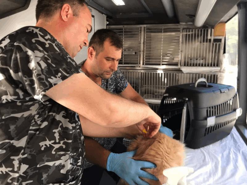 Can Dost yeniden yola çıkıyor: Kedilere ücretsiz bakımın ilk durağı Savaştepe